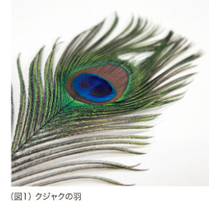 （図1） クジャクの羽
