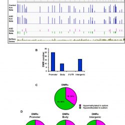 Mapping DNA methylation in brain samples of patients with autism spectrum disorder