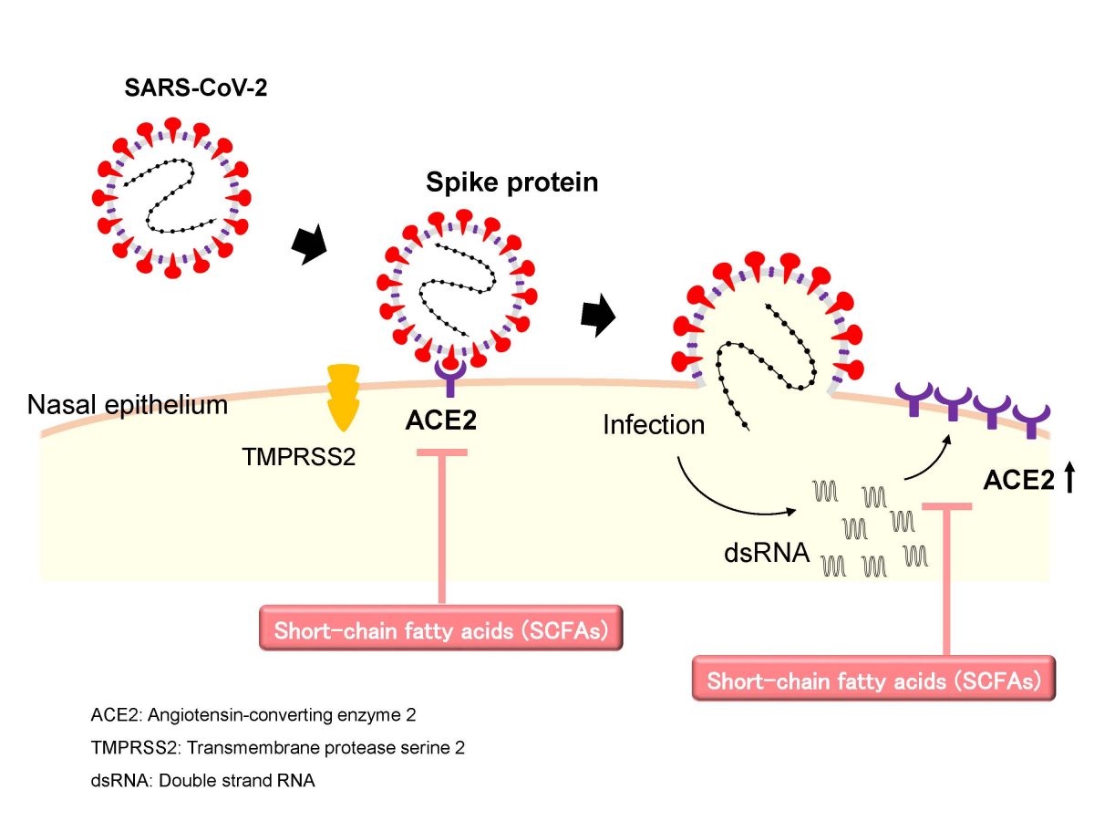 Title: Administration of SCFAs into the nasal cavity could be a preventative or therapeutic strategy for COVID-19 Caption: In a recent study, scientists examined the nasal expression of ACE2 and saw that administration of SCFAs had suppressed ACE2 expression even in the presence of viral RNA. The findings suggest that SFCAs have potential therapeutic applications against COVID-19. Image courtesy: Kanako Yoshida from University of Fukui 