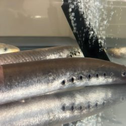 These primitive jawless fish could hold clues to the evolutionary origin of vertebrate heads, as evidenced by detailed embryological analyses.