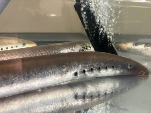 These primitive jawless fish could hold clues to the evolutionary origin of vertebrate heads, as evidenced by detailed embryological analyses. 