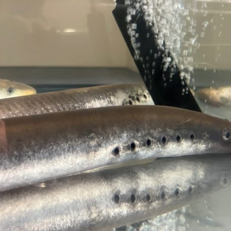 These primitive jawless fish could hold clues to the evolutionary origin of vertebrate heads, as evidenced by detailed embryological analyses.