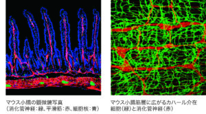 知られざる細胞に光を当て 生命の神秘に迫る 福井大学