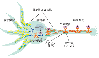 神経細胞内の物質分配のしくみ