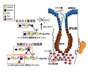 胃粘膜に発現する2種類のO結合型糖鎖（実験医学より転載）